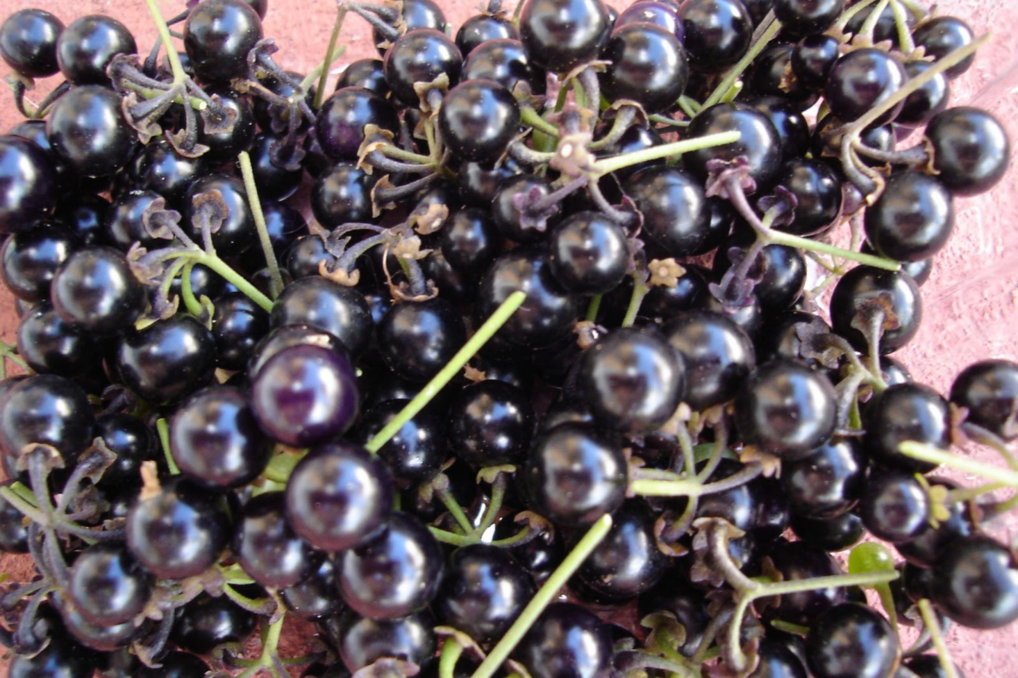 Huckleberry Seeds - Non-GMO Flower Seeds, Solstice Variety, 125/300/500 Count - Perfect for Gardening and Planting