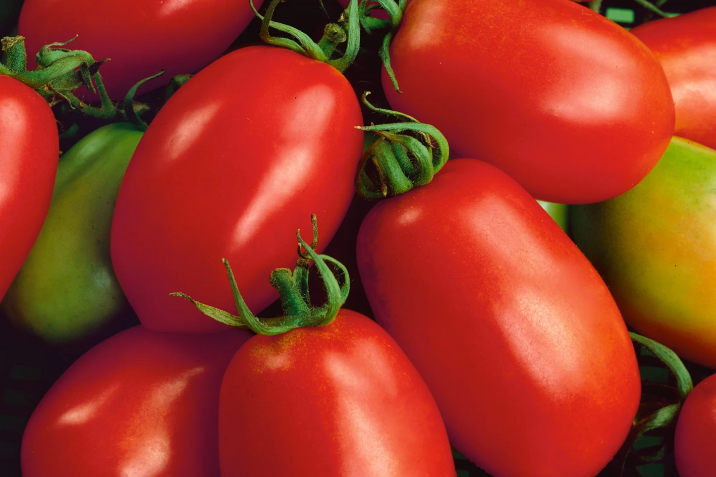 Beefsteak Heirloom Tomato Seeds | 100+ Non-GMO Vegetable Seeds | Organic Gardening | Solanum lycopersicum