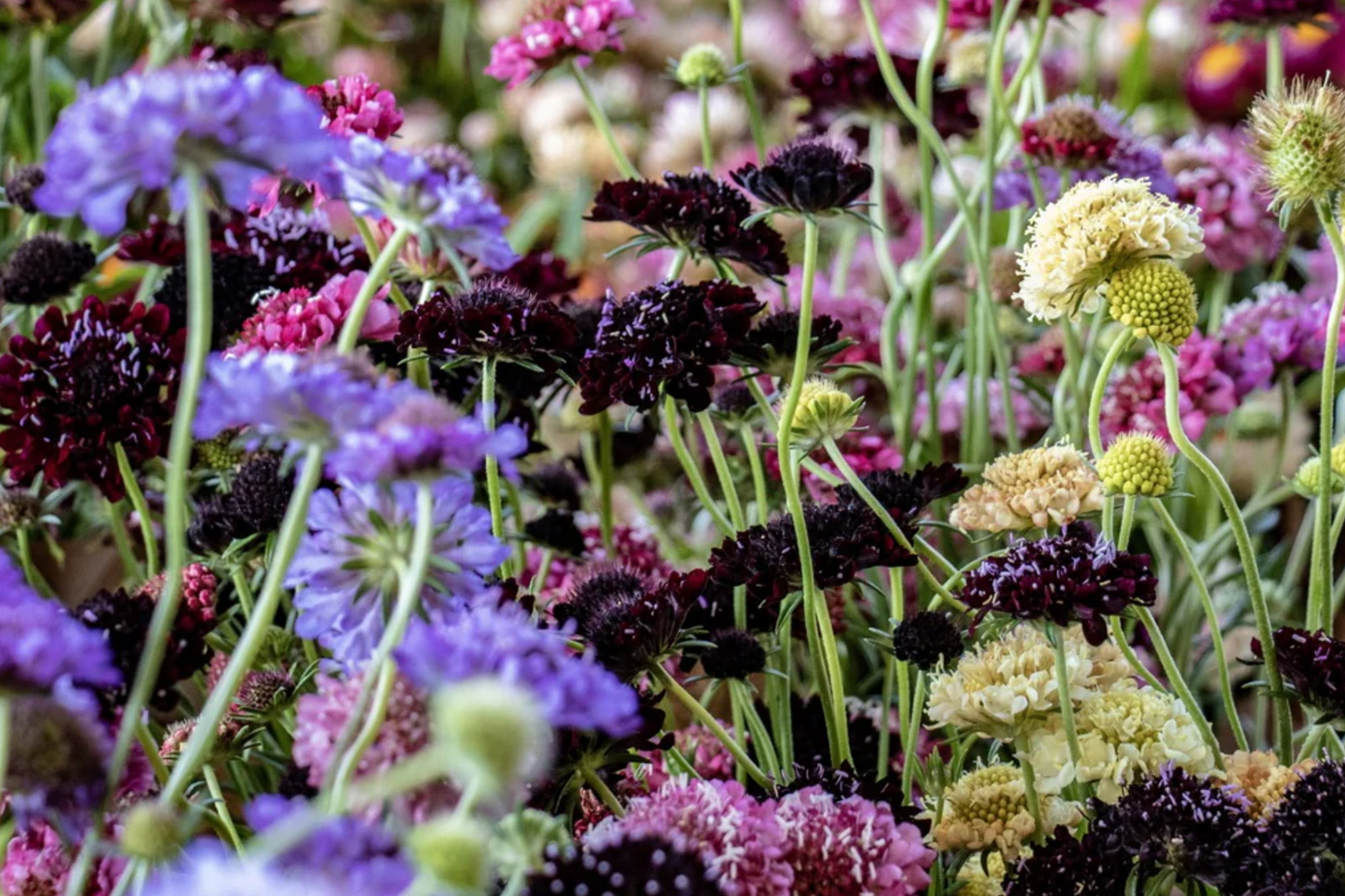 Scabiosa Seeds - 75+ Salmon Queen Flower Seeds, Annual Flower, Scabiosa columbaria
