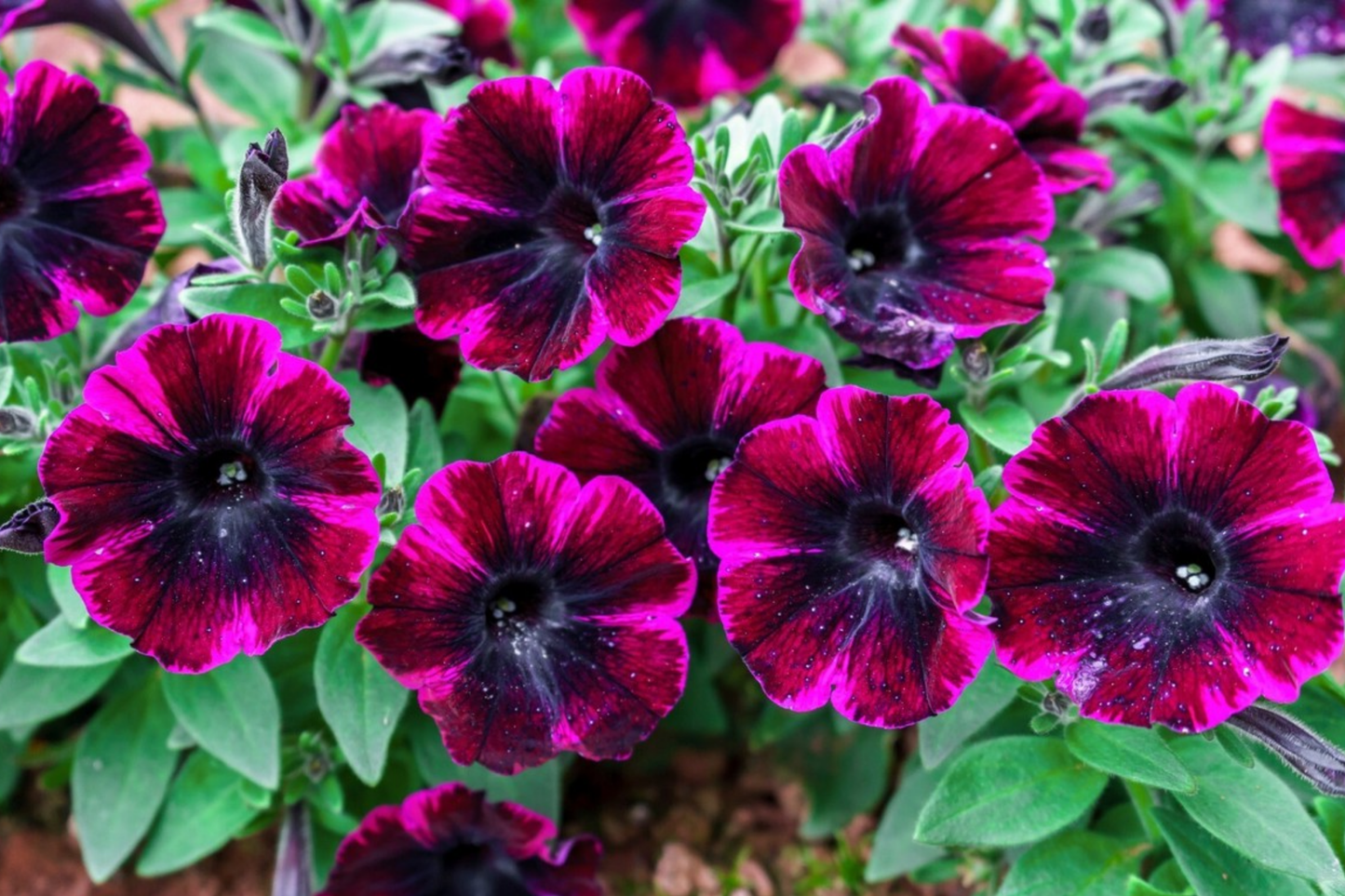 Petunia Seeds - 175 Count - Perennial & Annual Flower Seeds - Garden Favorites - US Seller