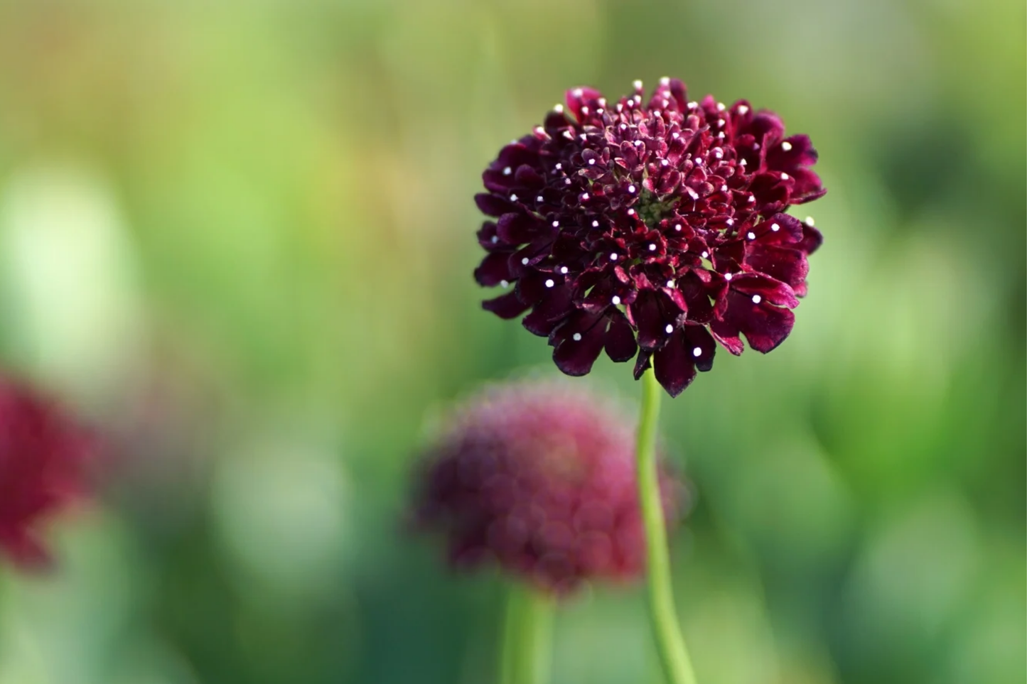 Burgundy Black Queen Scabiosa Seeds - 75+ Annual Flower Seeds - Unique Scabiosa Flower (Scabiosa atropurpurea)