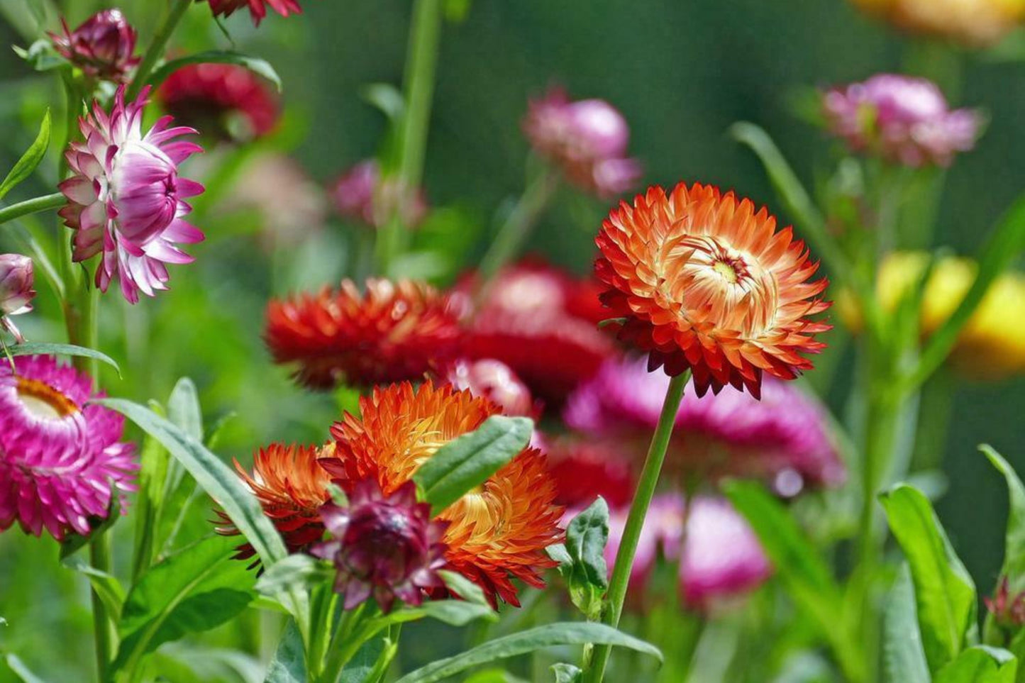 Swiss Giant Mix Strawflower Seeds | Vibrant Colors | Everlasting Blooms | Cut & Dried Flowers | Heat Tolerant |