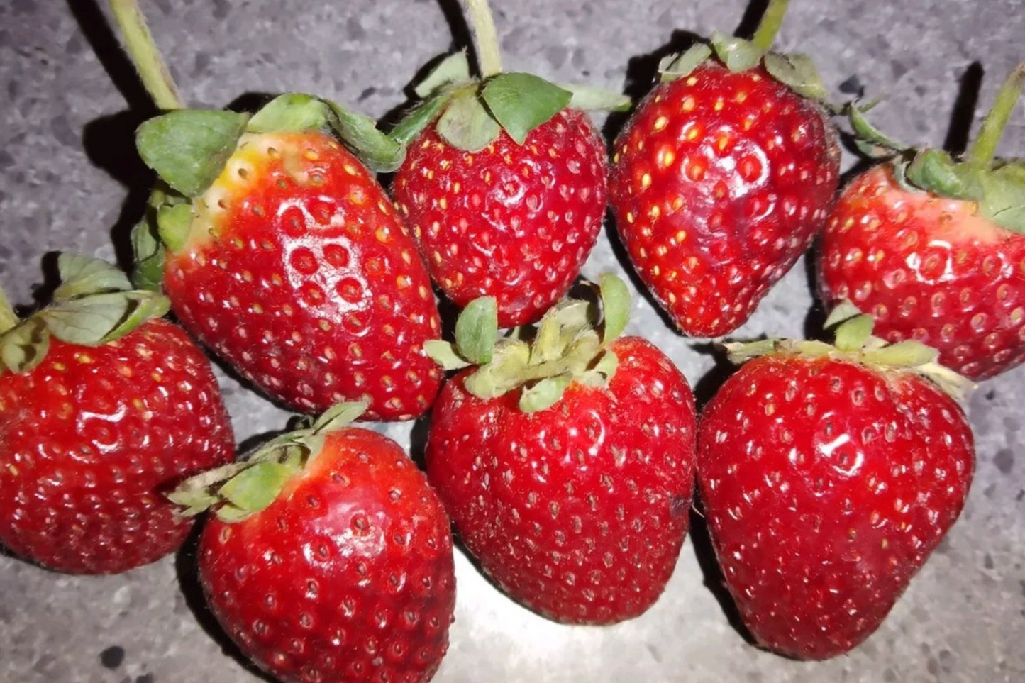 Juicy Gem Strawberry Seeds - 150 or 350 Non-GMO Flower Seeds - Fragaria x ananassa