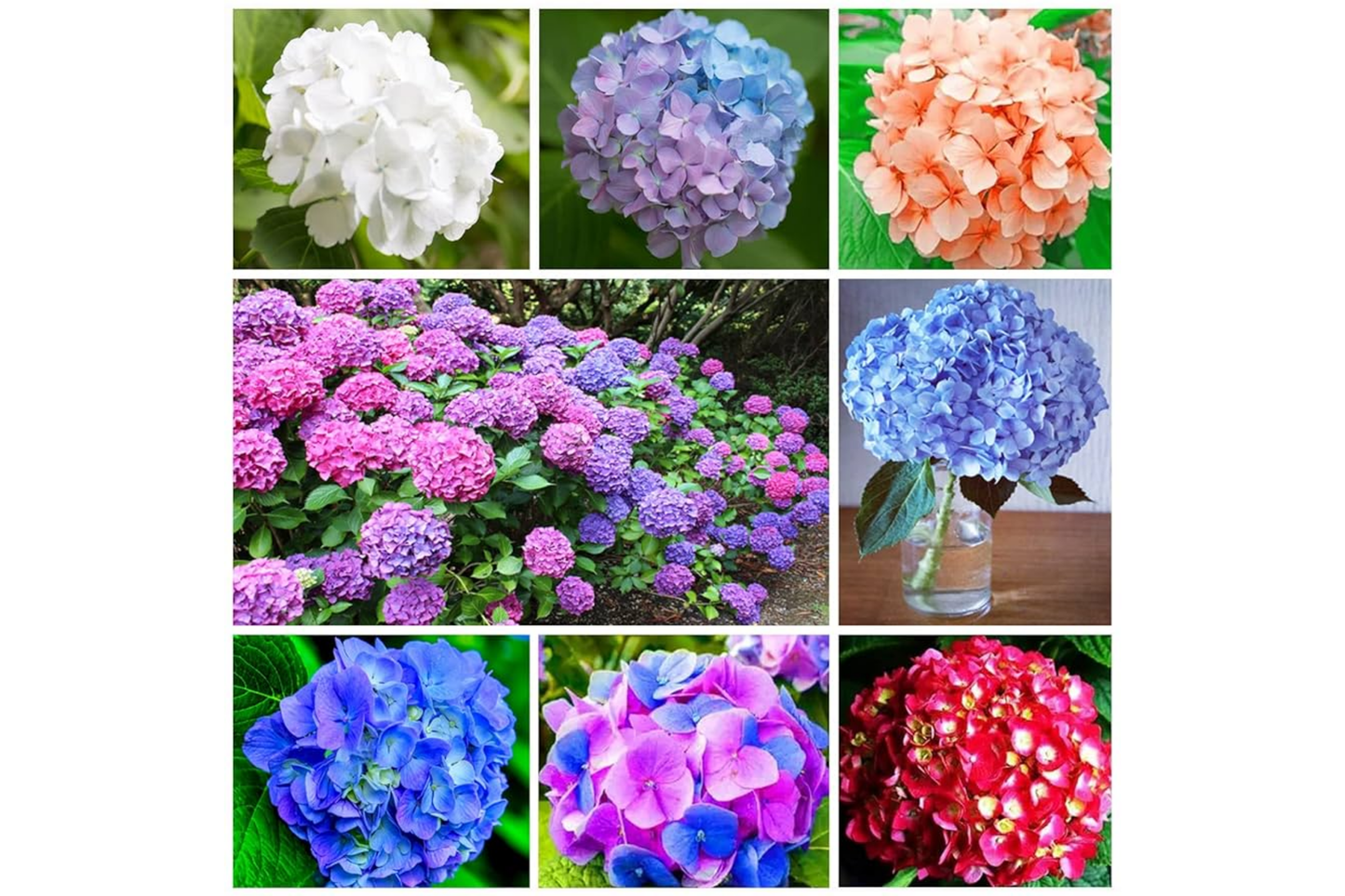 Bouquet Rose Hydrangea Seeds - 85 or 250 Non-GMO Flower Seeds - Hydrangea macrophylla