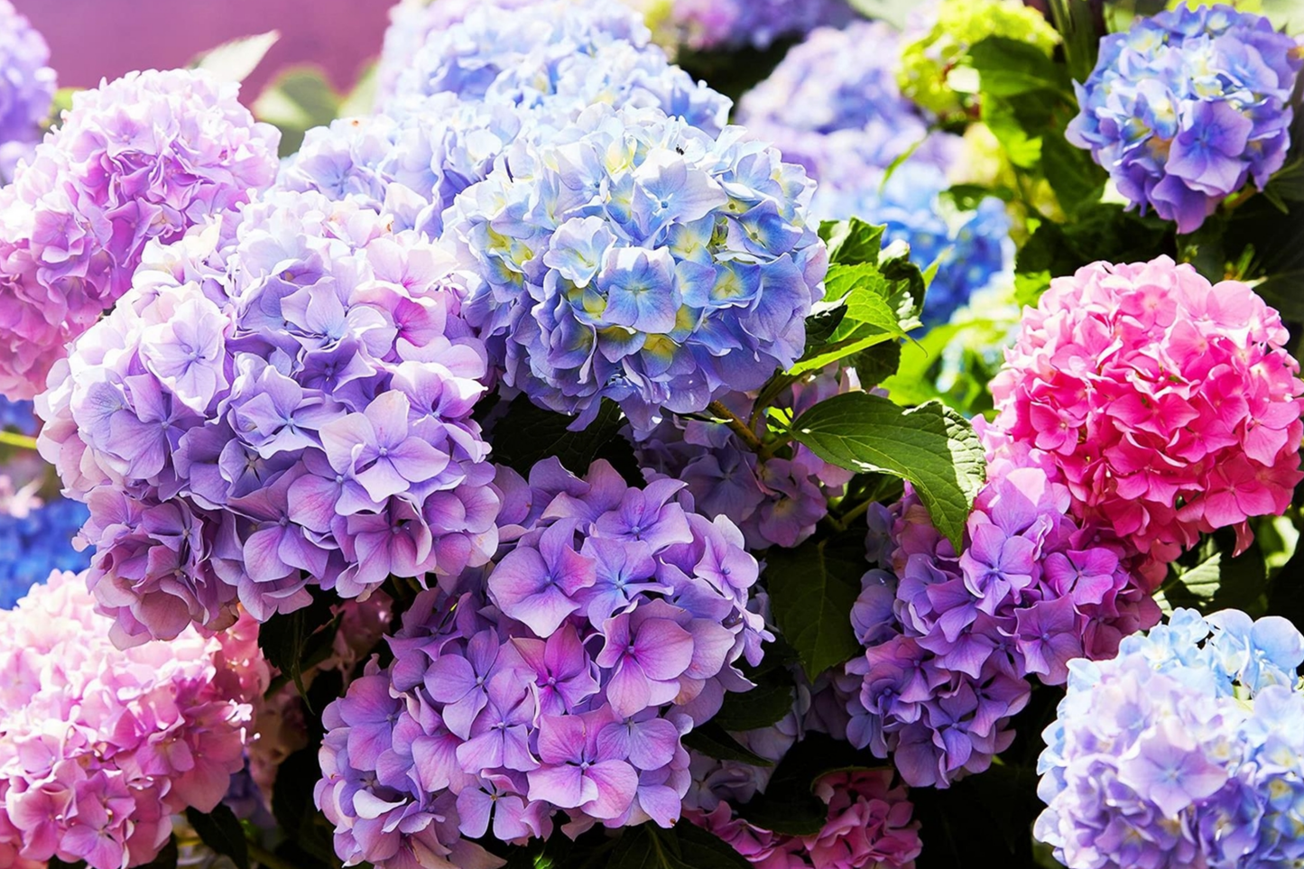 Hydrangea Seeds - Spring Mix - Non-GMO Flower Seeds - 85 or 250 Seeds - Ideal for Gardens & Flower Beds