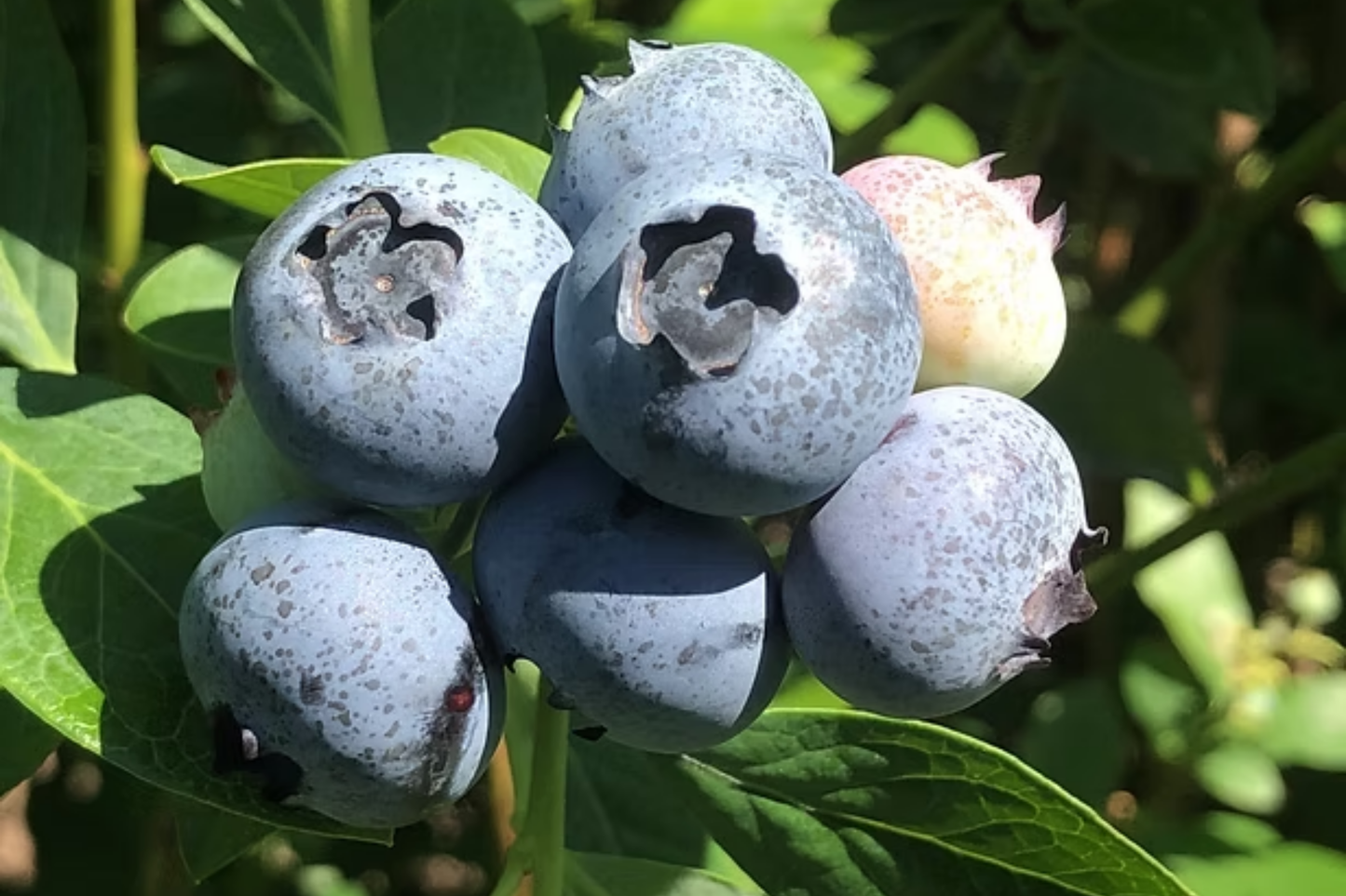 Huckleberry Seeds - 125/300/500 Seeds - Meadowlark Variety - Non-GMO Flower Seeds - Edible Plant Seeds