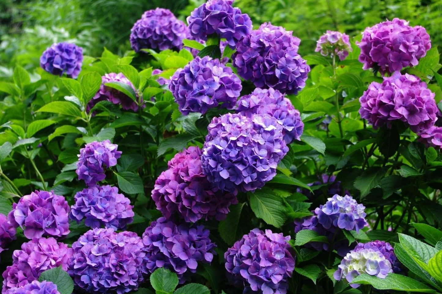 Royal Dream Hydrangea Seeds - 85 or 250 Non-GMO Flower Seeds - Hydrangea macrophylla