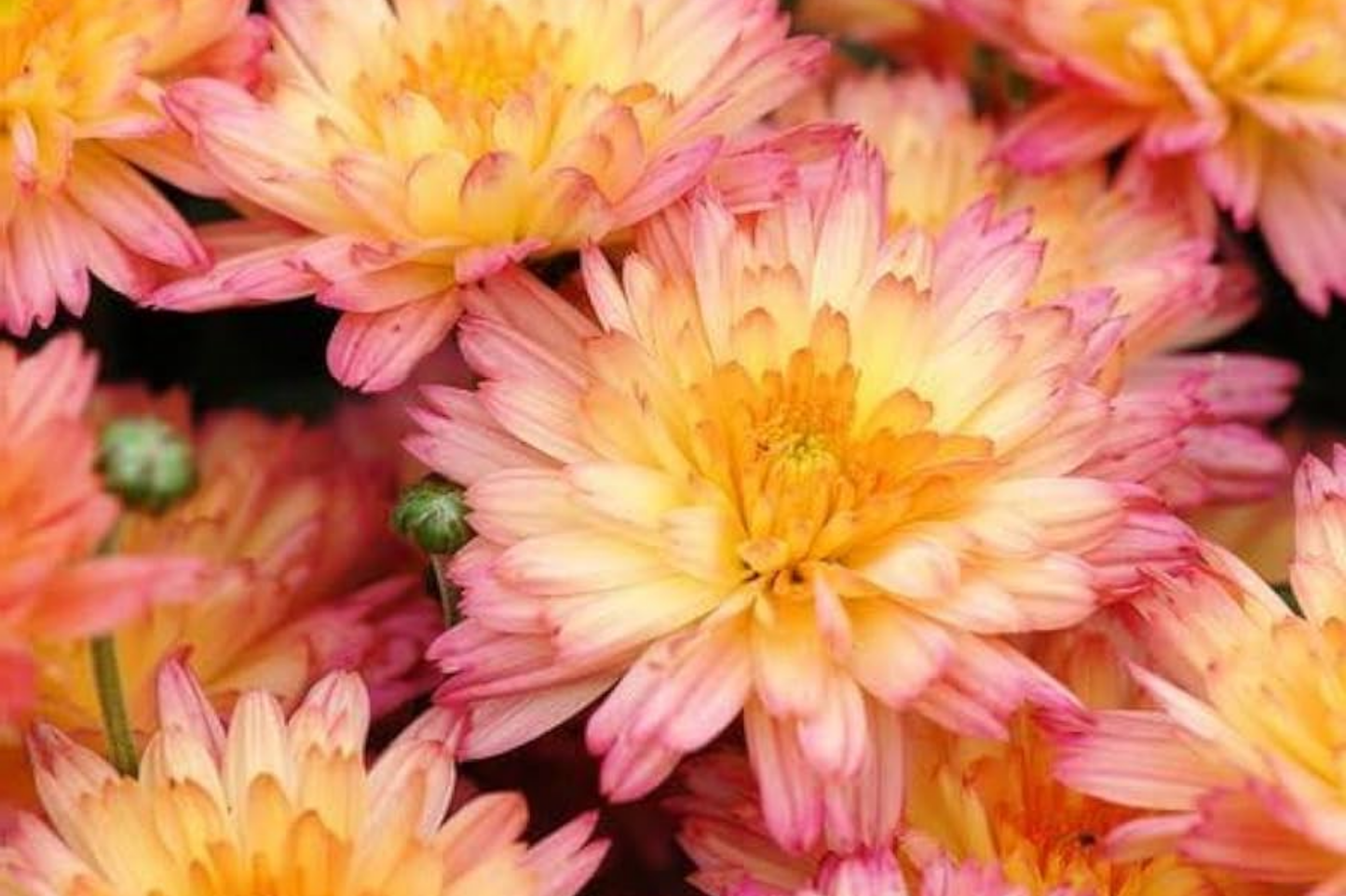 Amethyst Breeze Mum Seeds - 200+ Chrysanthemum Flower Seeds for Colorful Garden Blooms, Chrysanthemum morifolium