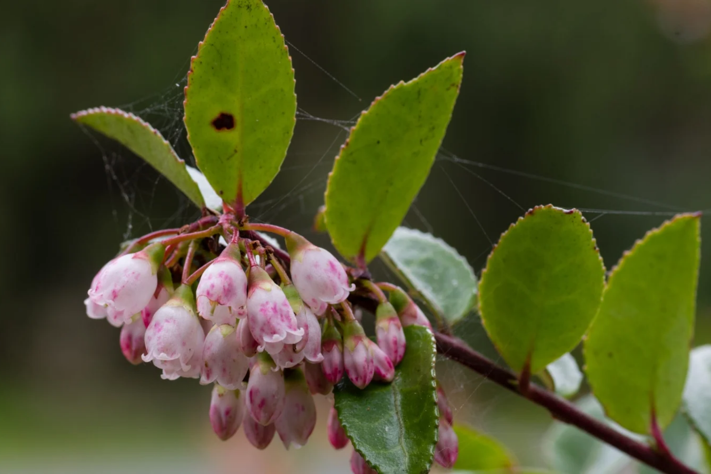 Woodland Huckleberry Seeds - 125/300/500 Non-GMO Flower Seeds - Edible Berry Plant (Vaccinium membranaceum)