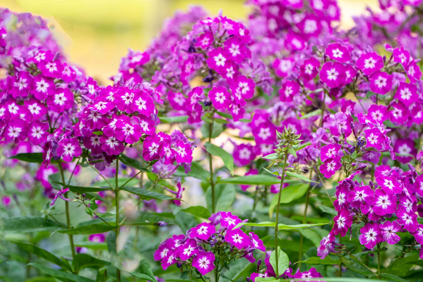 Phlox Seeds - 125 Seeds - Magenta Star Annual Flower Seeds - Phlox paniculata
