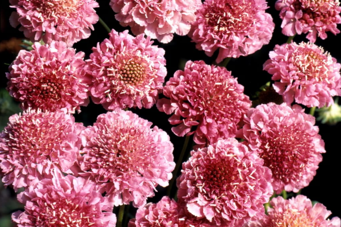 Salmon Rose Scabiosa Seeds - 75+ Annual Flower Seeds (Mum Flower) - Scabiosa atropurpurea