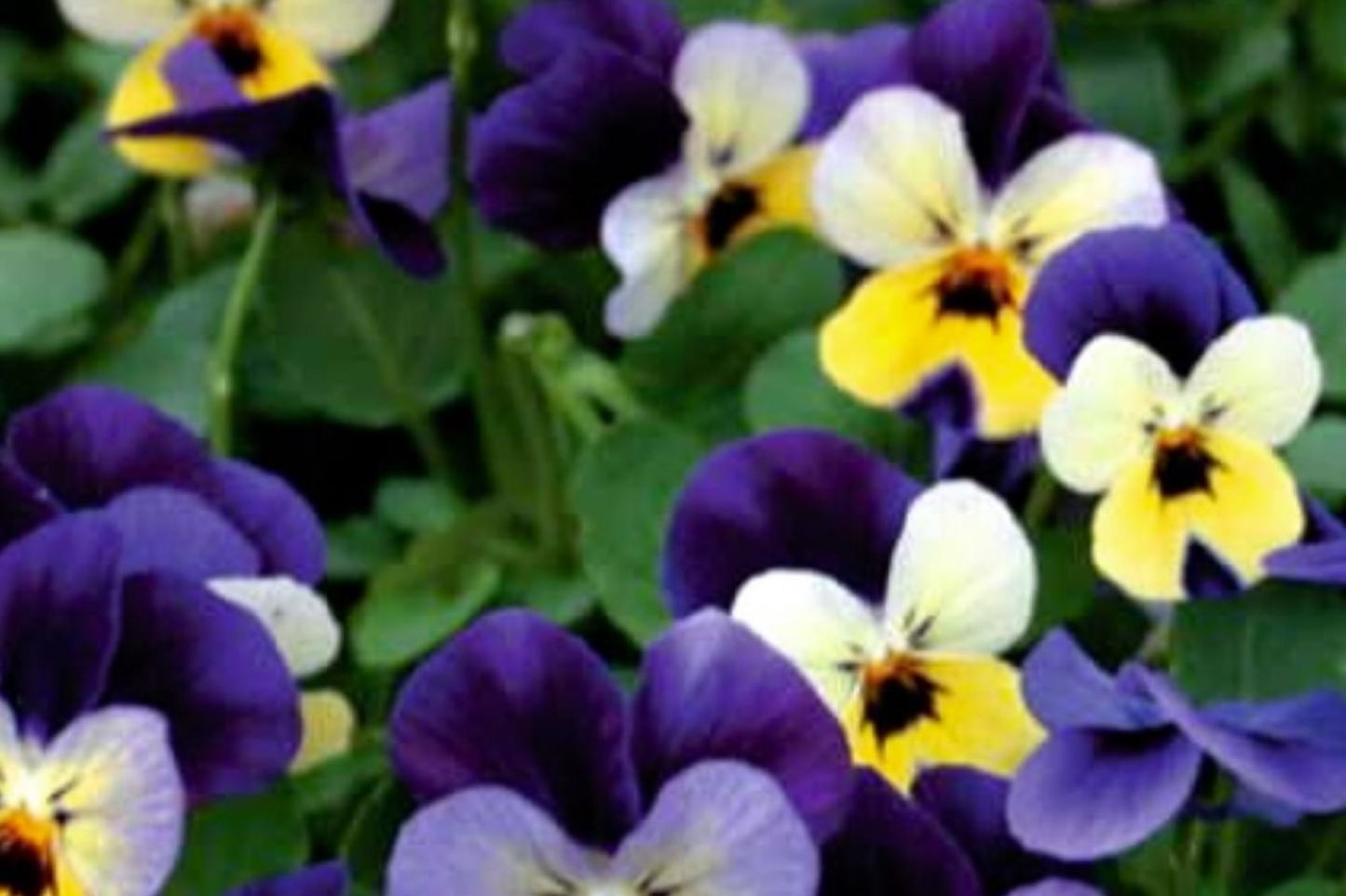 Pansy Seeds Packet - 150 Non-GMO Fresh Harvest Seeds - Fragrant Flowers - Viola tricolor