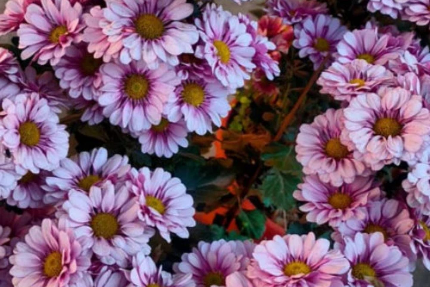 Plum Blossom Mum Seeds - 200+ Chrysanthemum Flower Seeds, Annual Flower, Colorful Blooms, Perfect for Gardens