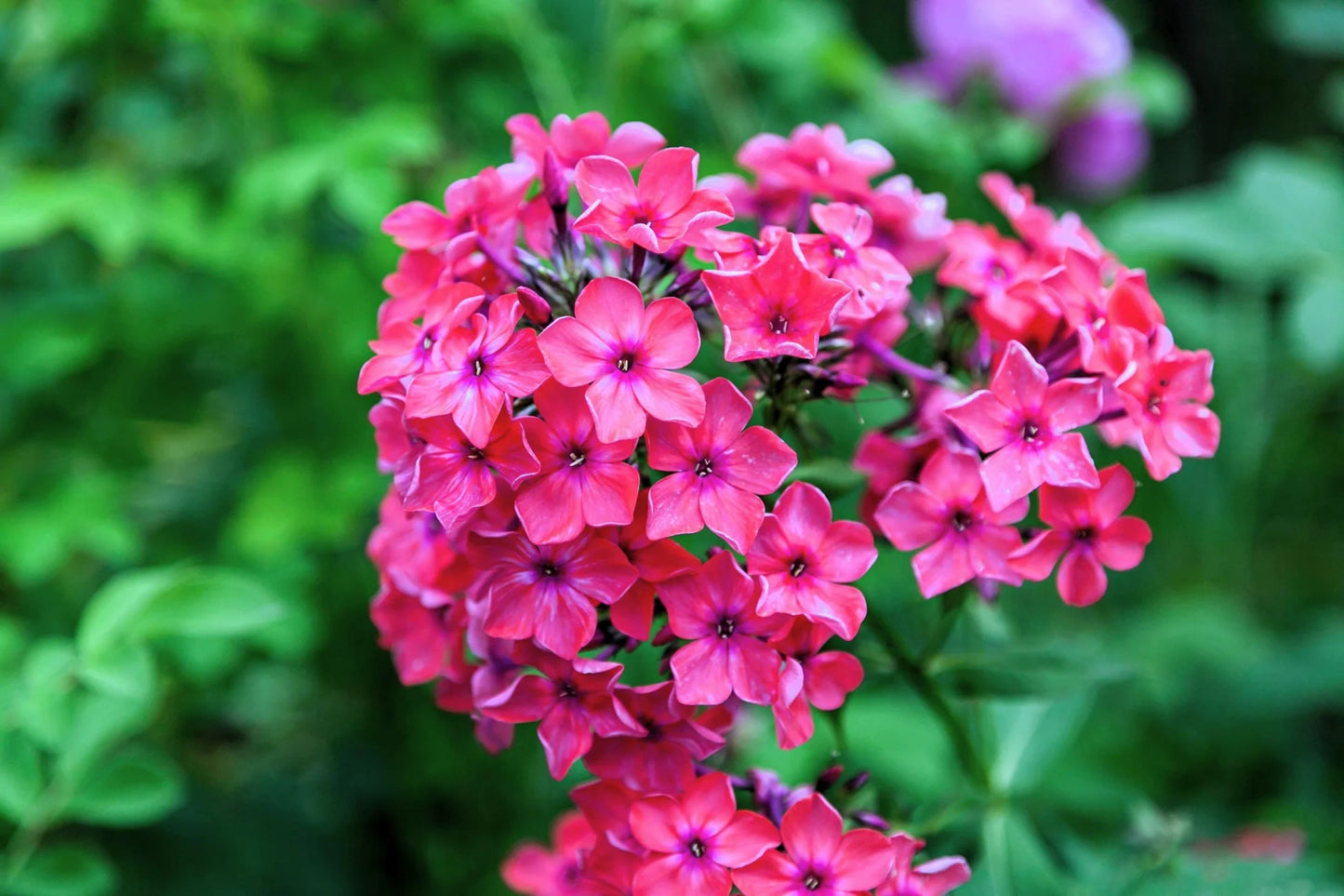 Brilliant Phlox Seeds | Pink Blooms with Dark Centers | Fragrant & Attracts Pollinators | 80 Days to Bloom |