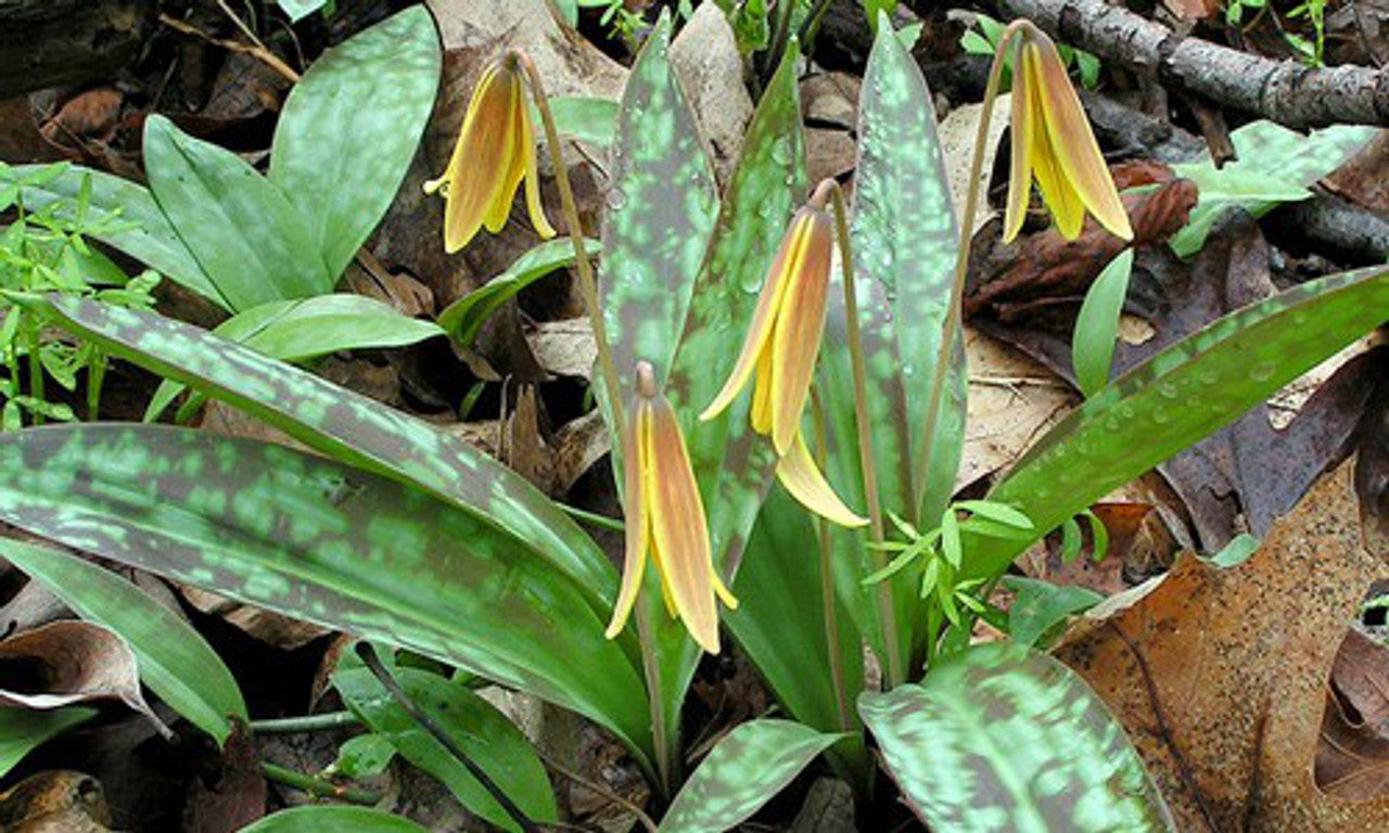 5 Trout Lily Bulbs (Erythronium americanum) | Yellow Dogtooth Violet | Woodland Wildflower | Shade Garden Perennial