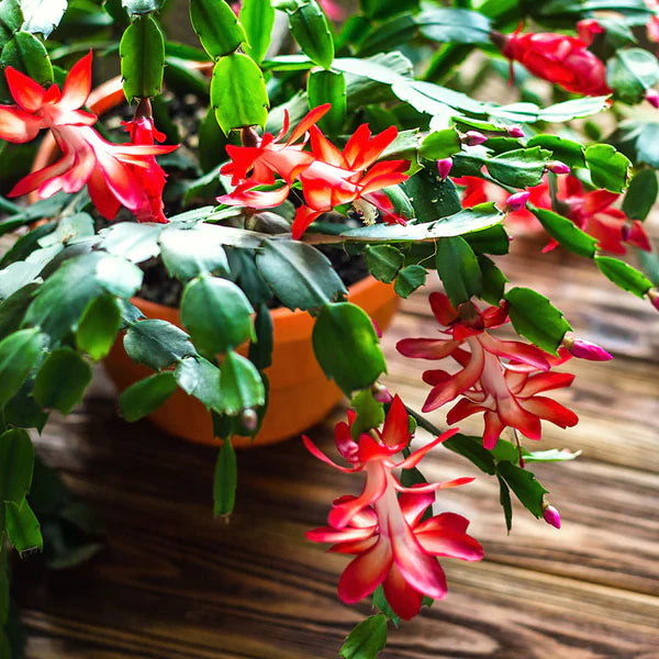 Red Christmas Cactus Live Plant 5β6β Tall - Bareroot Schlumbergera - Holiday Blooming Houseplant - Easy Care Succulent