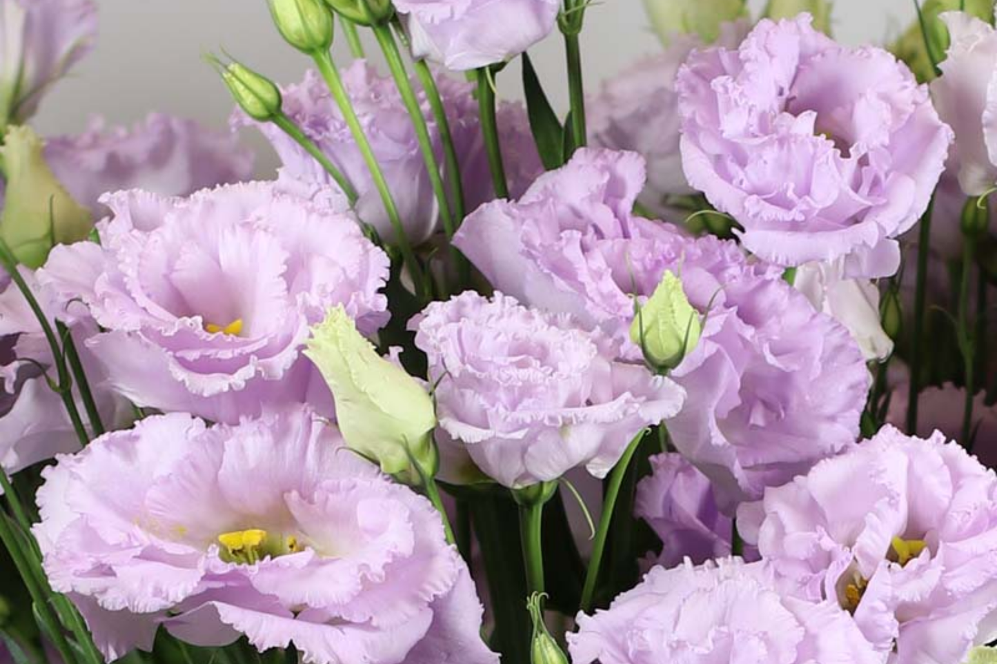 Lisianthus Seeds - Starlight Lilac - Non-GMO Heirloom Flower Seeds - 125 to 5000 Seeds