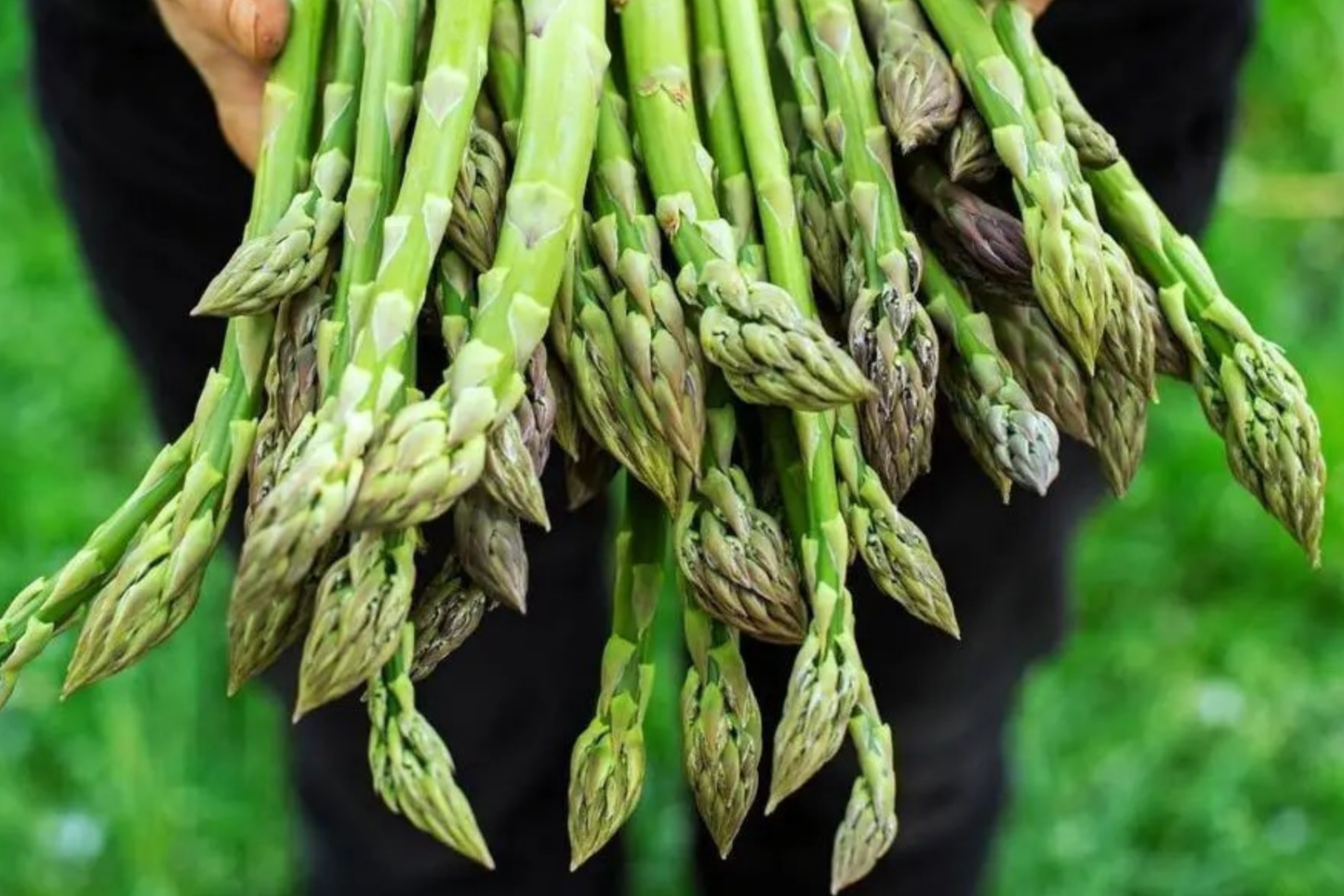 Asparagus Seeds - 75+ Non-GMO Heirloom Seeds for Vegetable Garden - USA Seller - Asparagus officinalis