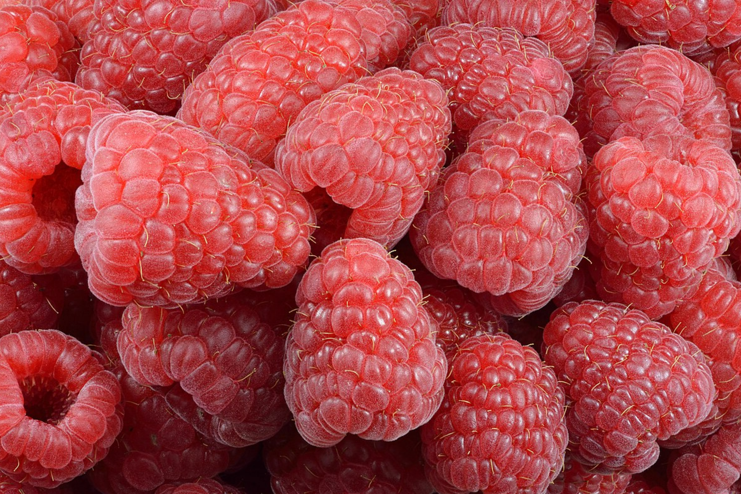 Aurora Raspberry Seeds - Non-GMO Fruit Seeds, Bulk 125/300/750 Seeds, Rubus idaeus Variety
