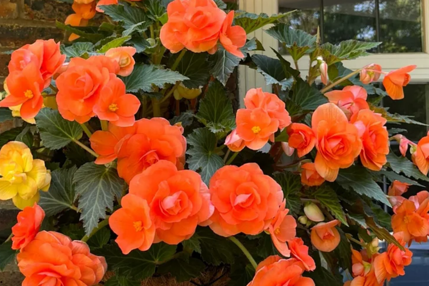 Candy Floss Begonia Seeds - Non-GMO Flower Seeds, 45 or 125 Seeds, Colorful Blooms, Perfect for Gardening