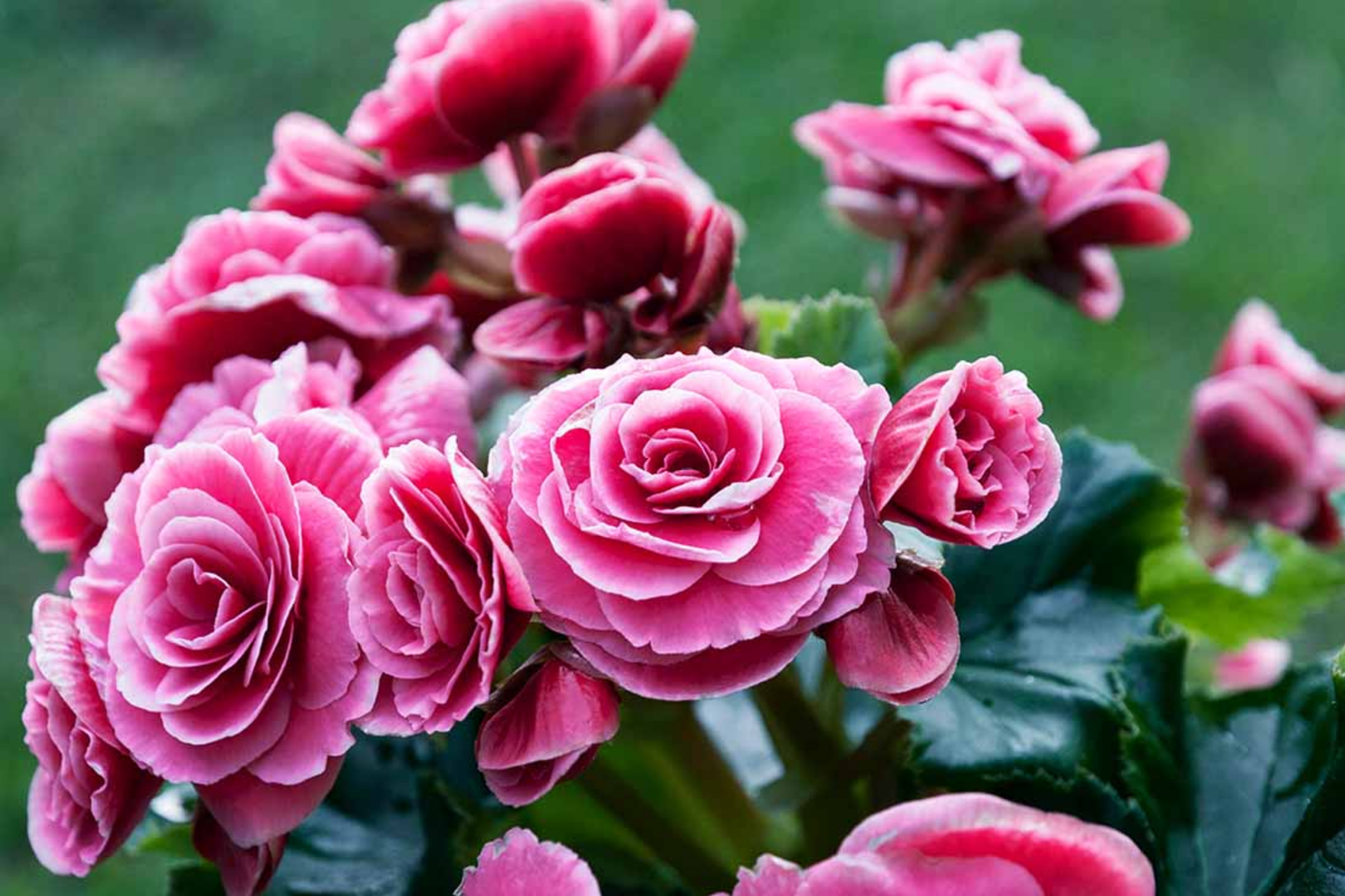 Pink Charm Begonia Seeds - 45 or 125 Flower Seeds - Begonia x tuberhybrida - Pink Flowering Plants