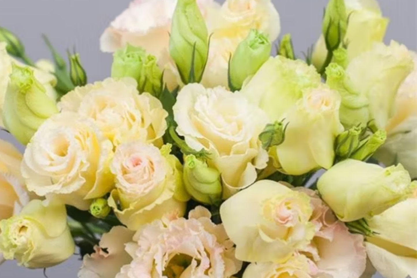 Aegis Jade Lisianthus Seeds - 125-5000 Non-GMO Heirloom Garden Flower Seeds - Eustoma grandiflorum