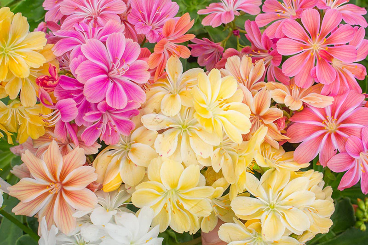 Champagne Taffy Lewisia Seeds - 35 or 100 Non-GMO Flower Seeds - Lewisia cotyledon