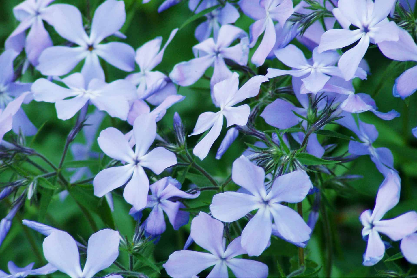 Phlox Seeds 125 Count - Blue Woodland Annual Flower Seeds - Phlox subulata