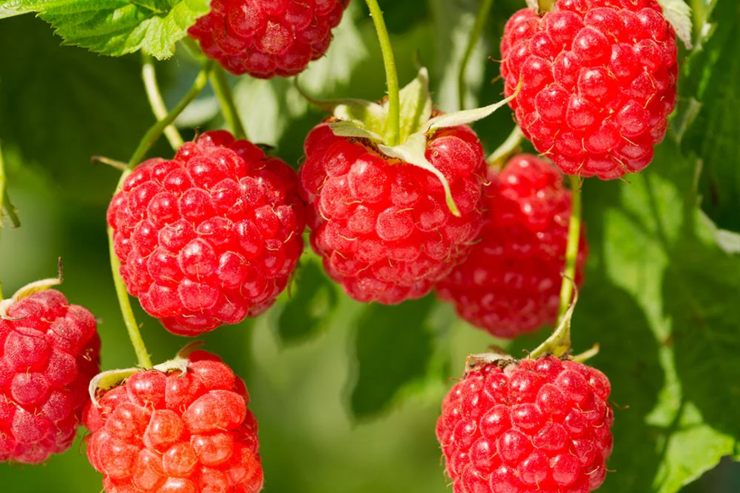 Sweetheart Raspberry Seeds - Non-GMO Fruit Seeds - 125/300/750 Count - Rubus idaeus