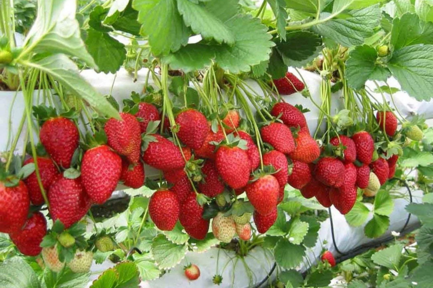Sweet Glow Strawberry Seeds - 150 or 350 Non-GMO Flower Seeds - Fragaria x ananassa