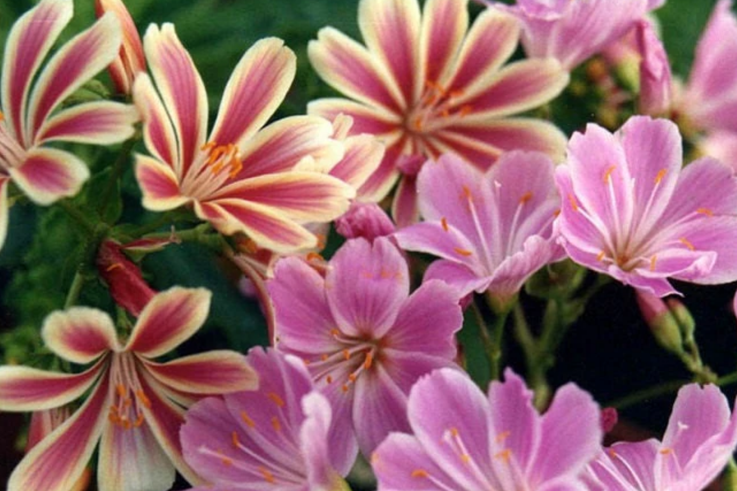 Chantilly Lewisia Seeds - Non-GMO Flower Seeds, 35 or 100 Count, Perfect for Gardens, Lewisia cotyledon