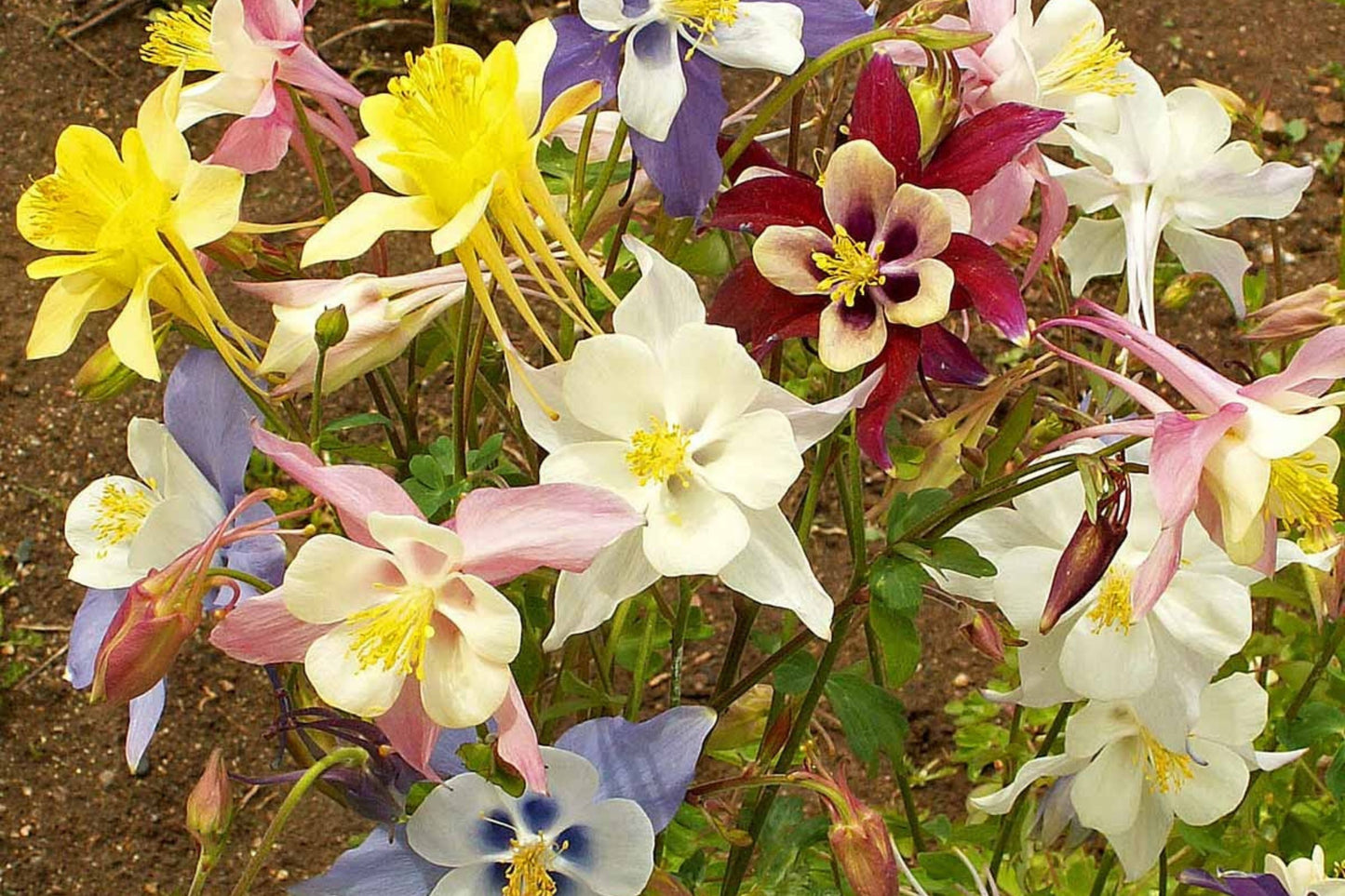 McKana Giant Mix Columbine Seeds | Red, White, Yellow, Purple | Attracts Hummingbirds | Perennial | 260 Days |