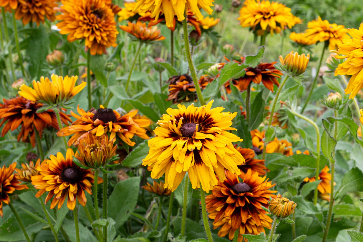 Cherokee Salmon Rudbeckia Seeds - 125+ Annual Flower Seeds for Garden - Rudbeckia hirta
