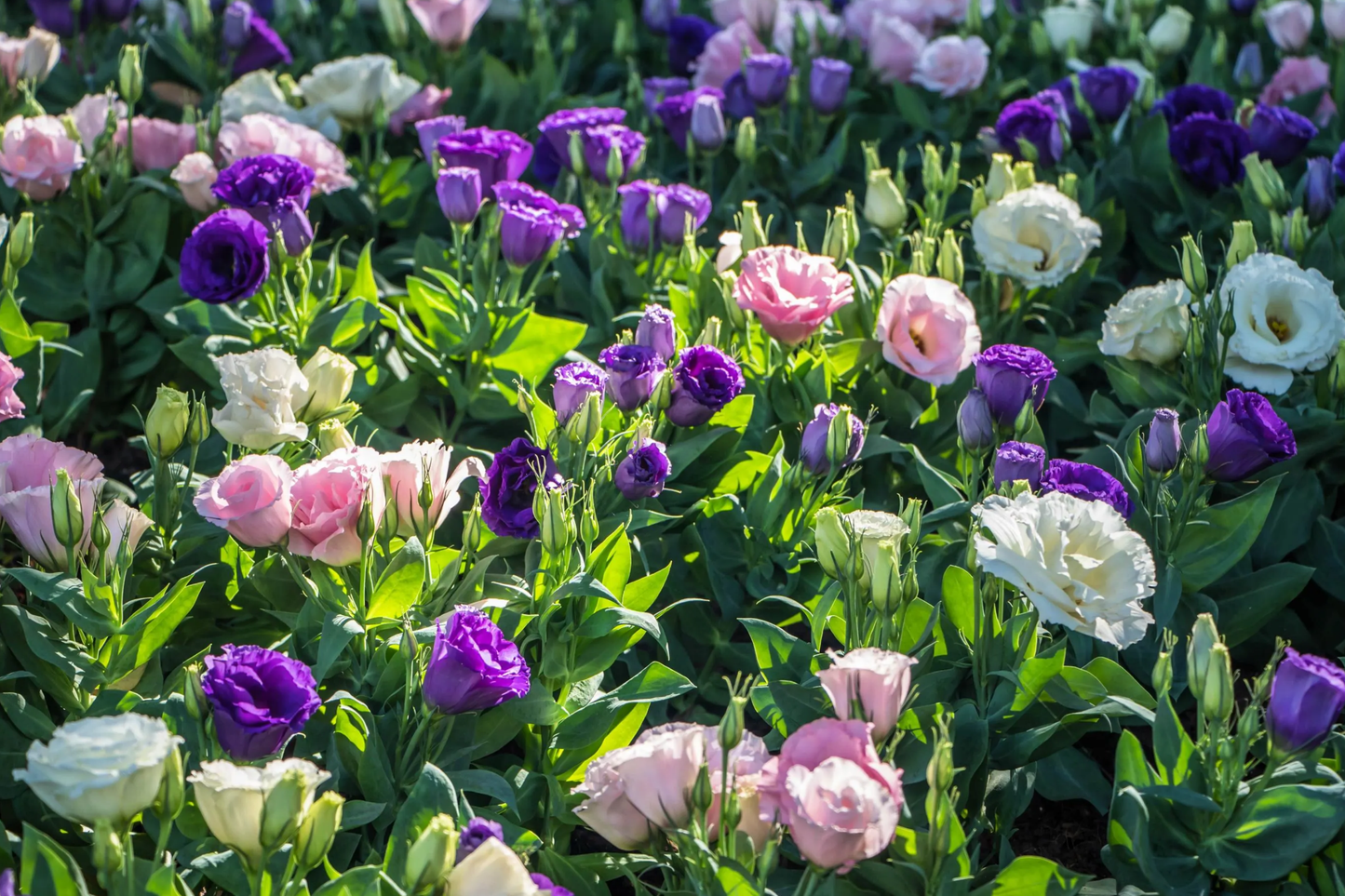 Lisianthus Seeds - 100 Non-GMO Heirloom Flower Seeds for Garden Bloom, Eustoma grandiflorum