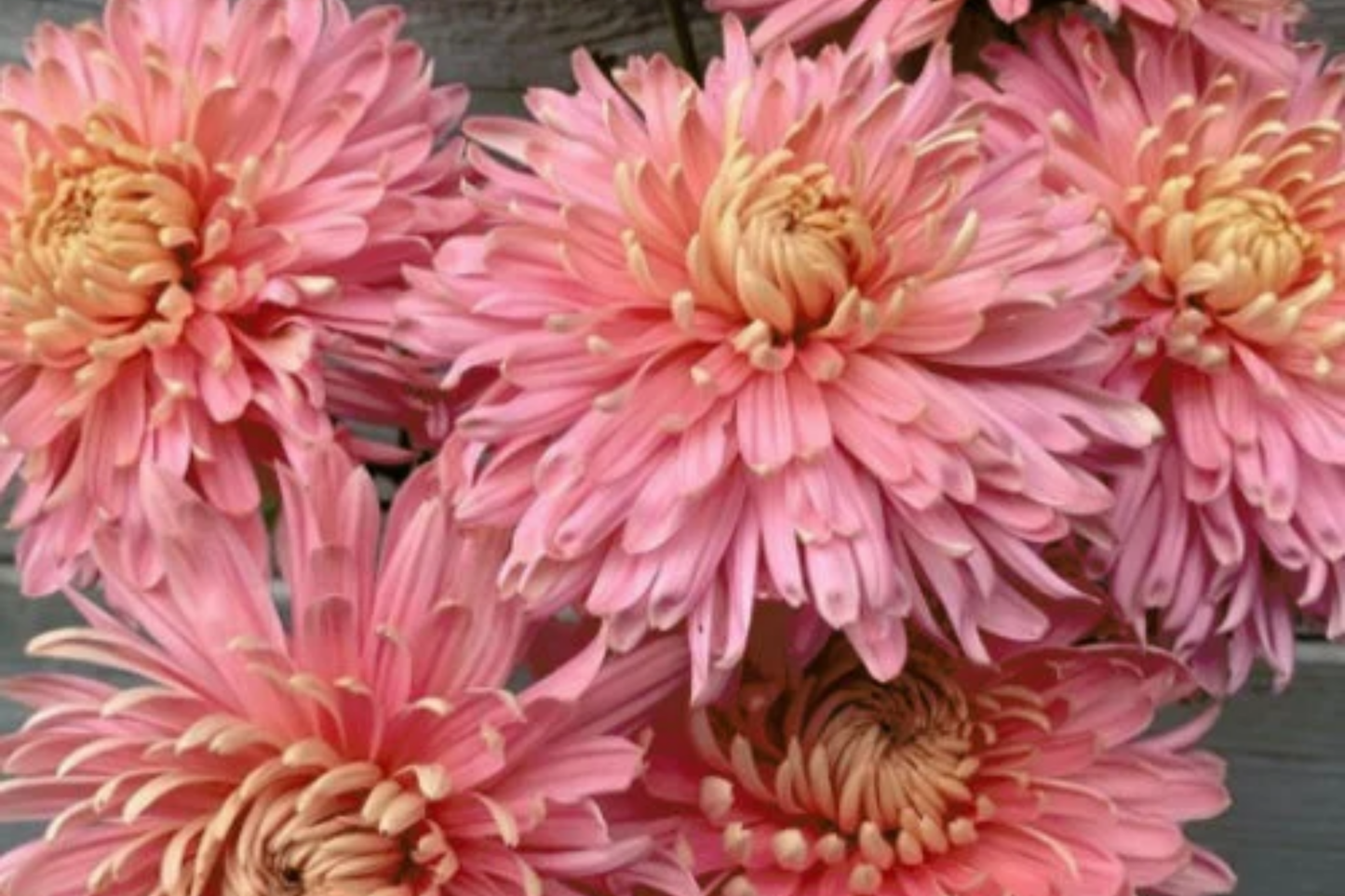 Blush Burst Mum Seeds - 200+ Chrysanthemum Flower Seeds - Annual Blush Burst Variety - Perfect for Gardens