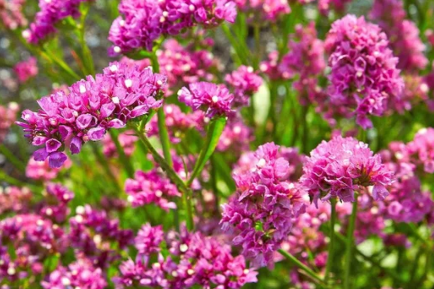 Statice Seeds - 85 Seeds - Passion Pink Flower Seeds - Non-GMO - Limonium sinuatum