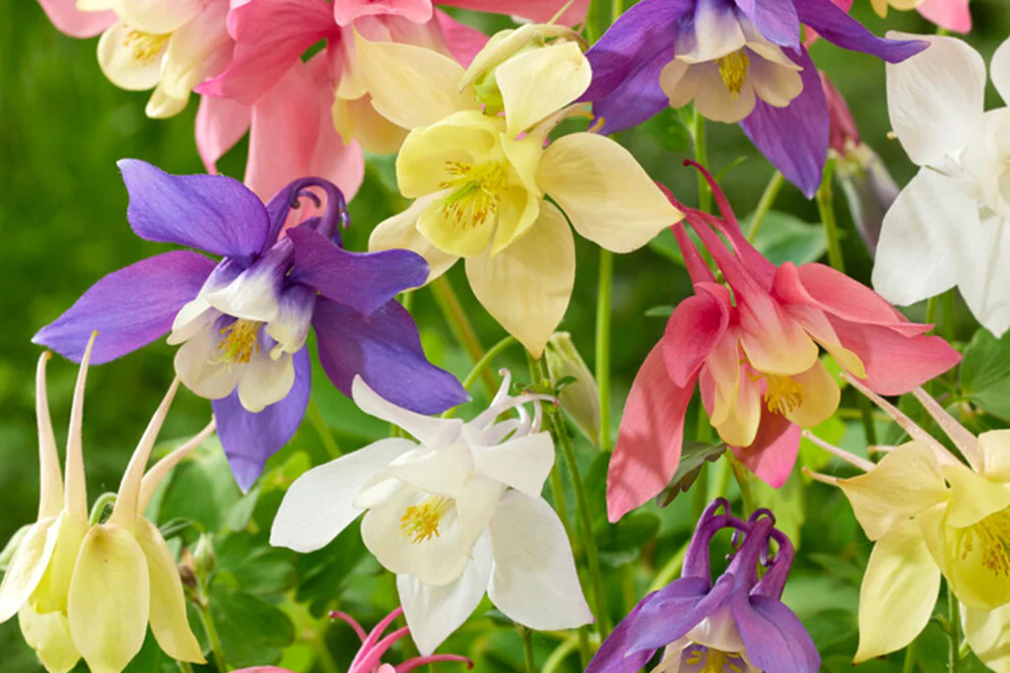 McKana Giant Mix Columbine Seeds | Red, White, Yellow, Purple | Attracts Hummingbirds | Perennial | 260 Days |