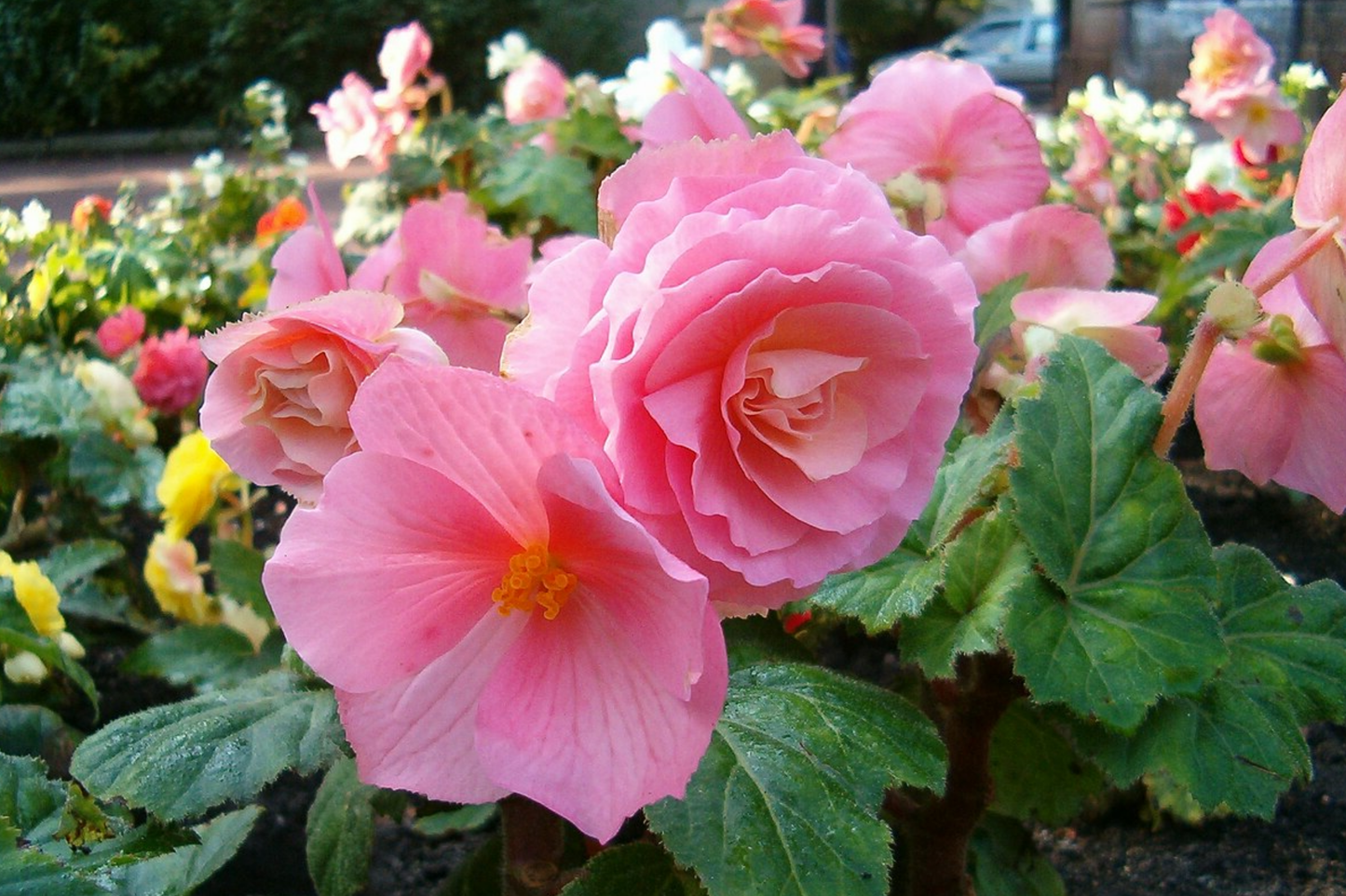 Rosy Haze Begonia Seeds - 45/125 Seeds - Non-GMO Flower Seeds - Begonia x tuberhybrida