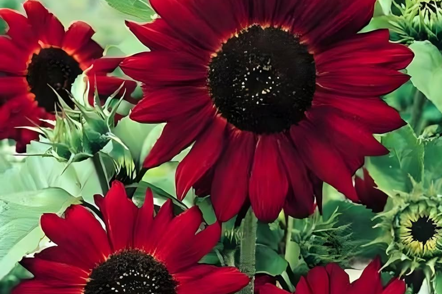 Sunflower Seeds for Planting - Red Velvet Queen, Heirloom Variety, Non-GMO, Flower Seeds