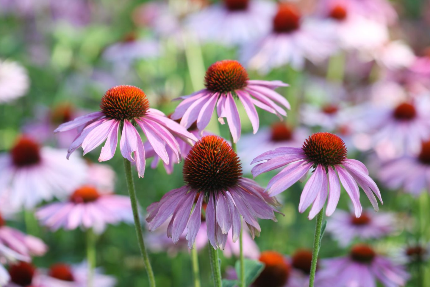 Echinacea Coneflower Seeds - 1000+ Perennial Double Variety for Planting - Echinacea purpurea