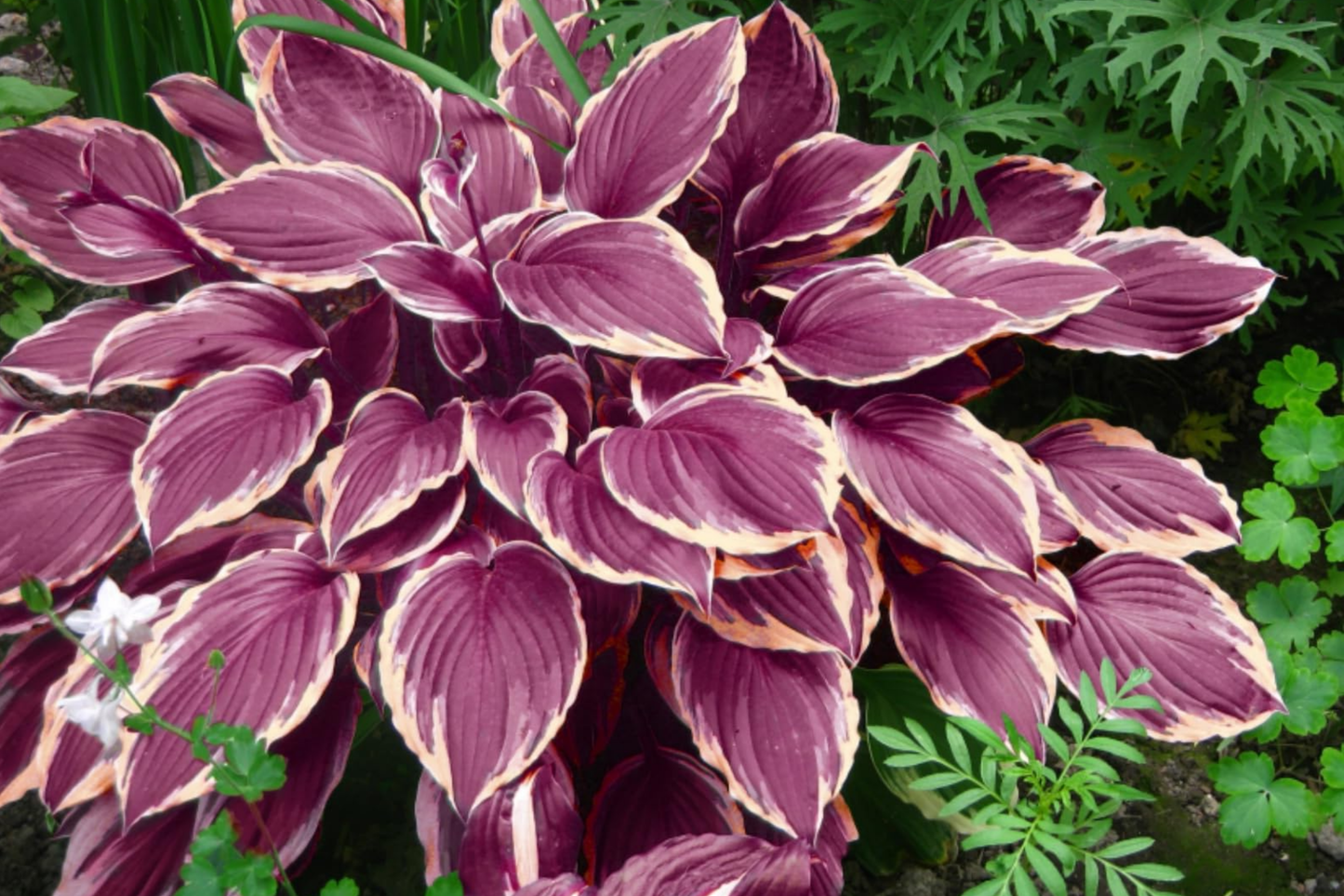 Hosta Seeds for Planting, 200+ Perennial Seeds, Outdoor Garden Variety, Attracts Pollinators, Hosta spp.
