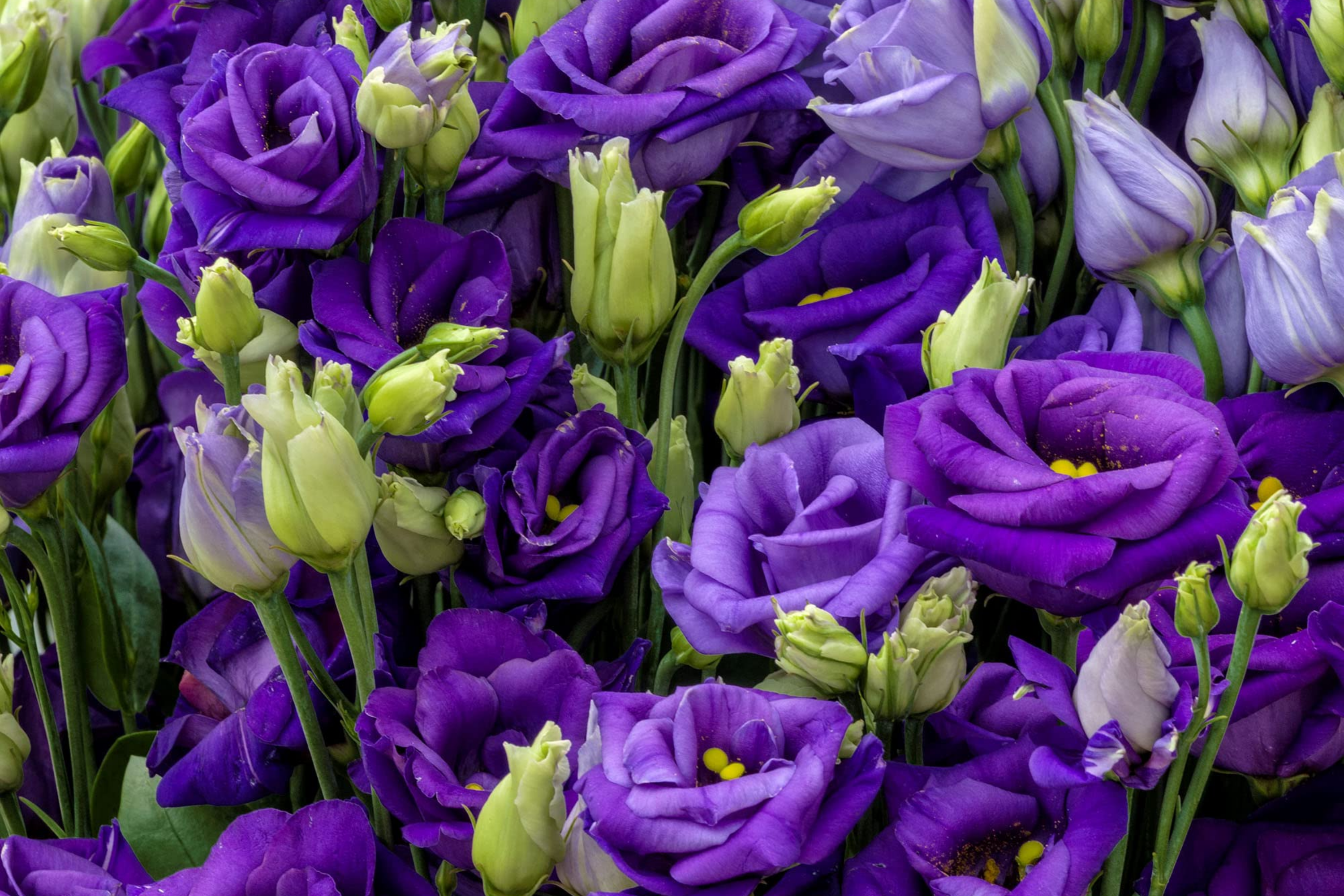 eustoma flower seeds Lisianthus Seeds for Planting
