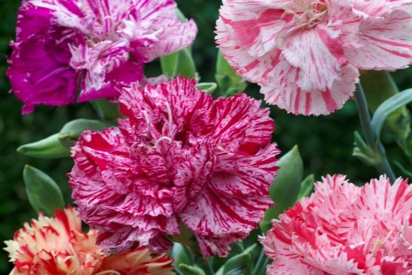 Double Picotee Mix Carnation Seeds - Non-GMO Flower Seeds for Garden - Dianthus caryophyllus