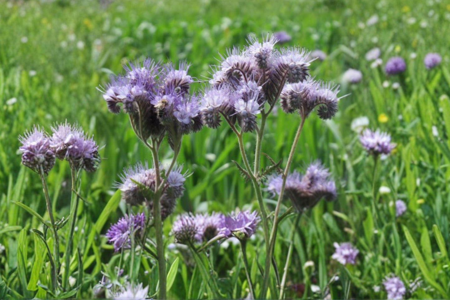 100 Lacy Phacelia Seeds – Phacelia tanacetifolia – Pollinator Plant – Bee Friendly Wildflower