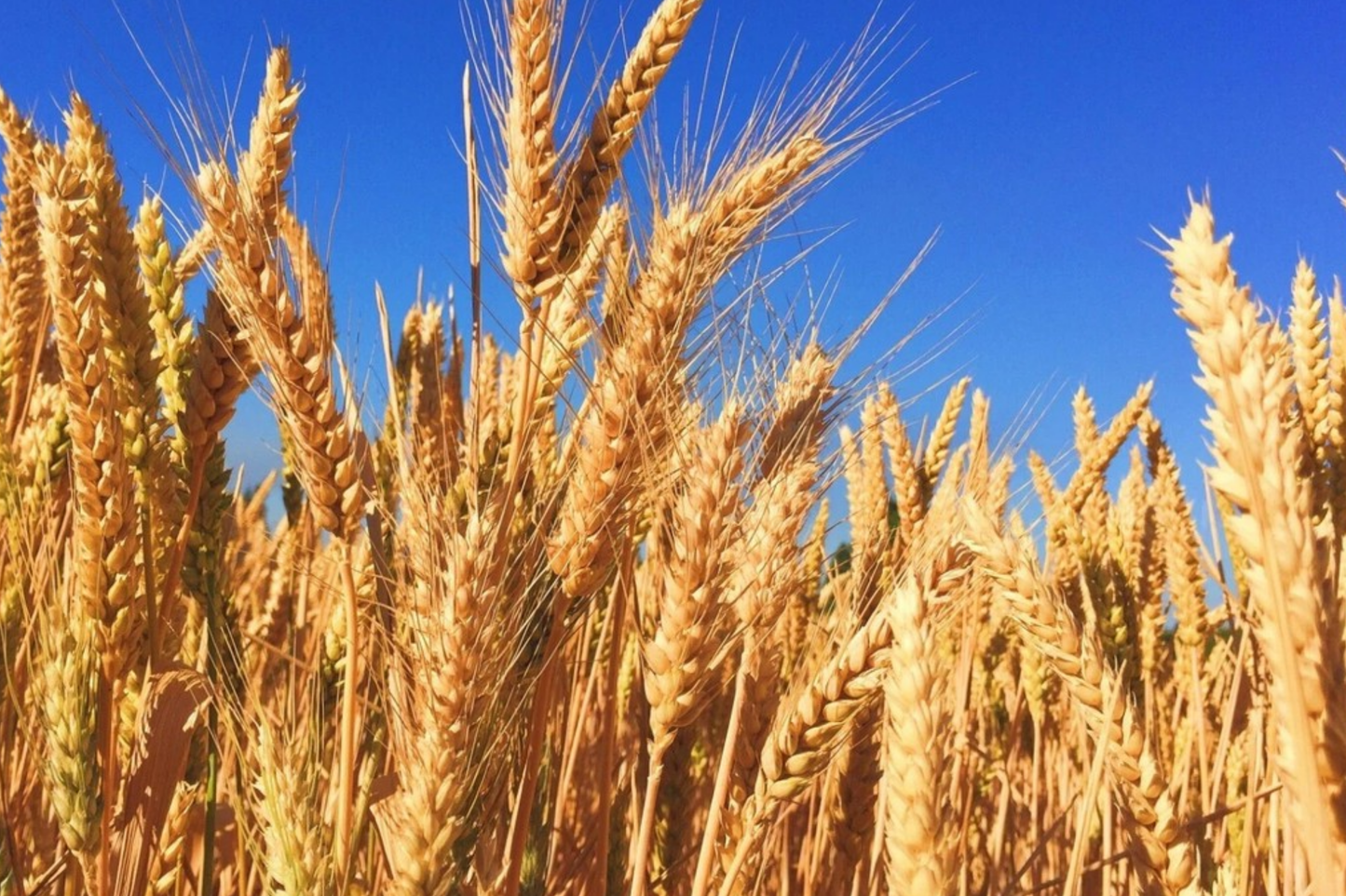 Hard Red Winter Wheat Seeds NON-GMO - Ideal for Planting, Sprouting, Fodder, and Storage - Triticum aestivum