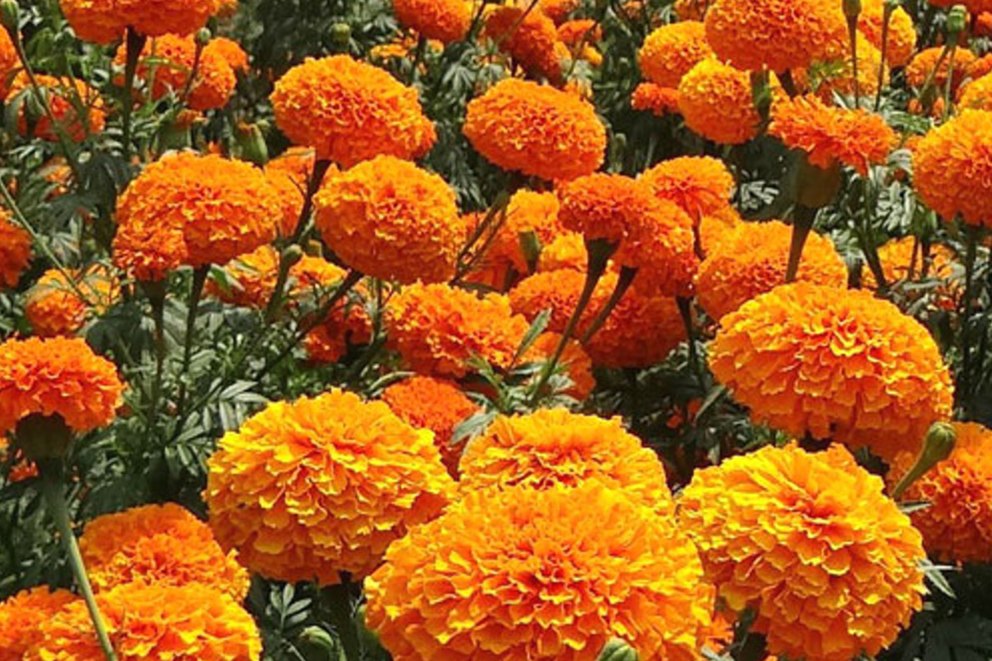CrackerJack Marigold Seeds | Heirloom Flower Seeds | Vibrant Mix | Tagetes erecta