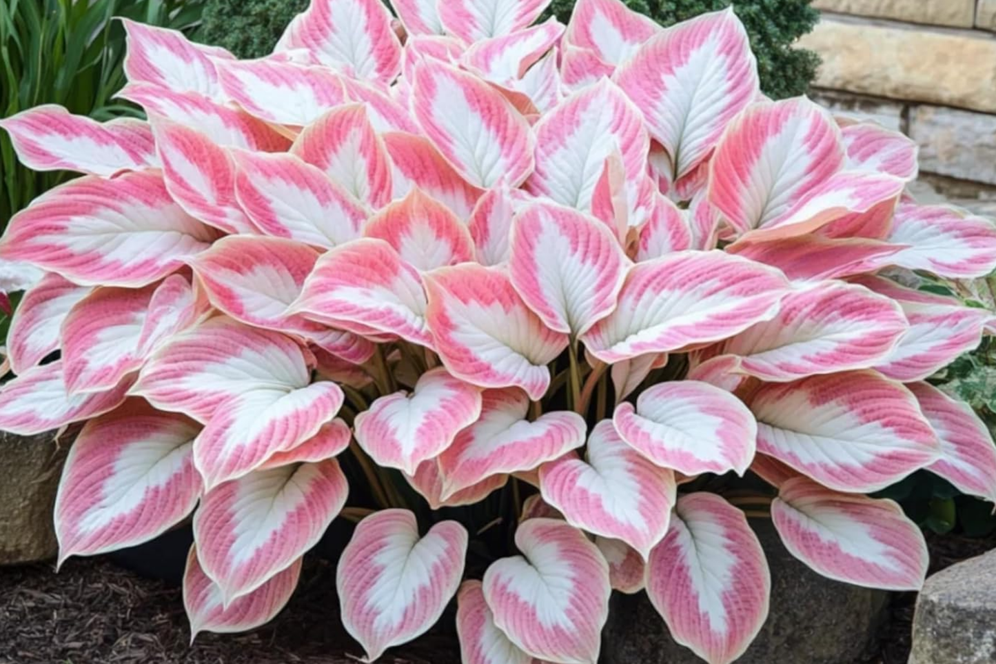 Mixed Rare Hosta Seeds - 200+ Perennial Variety for Pollinator-Friendly Garden - Hosta spp.