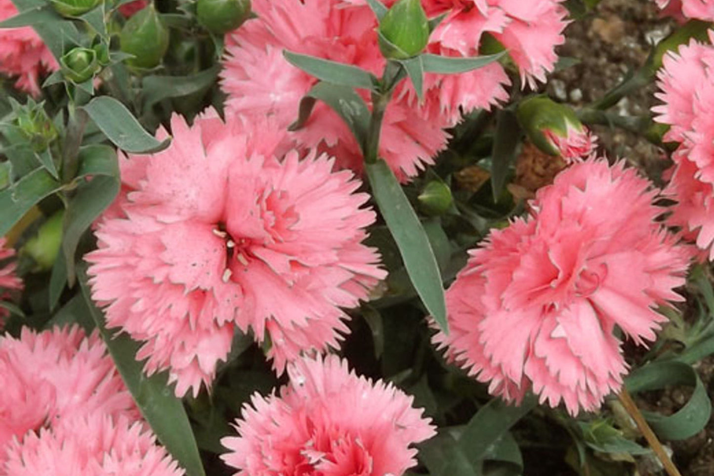 La France Carnation Seeds | Shell Pink Blooms | Fragrant & Double Flowers | Attracts Pollinators | 135 Days |