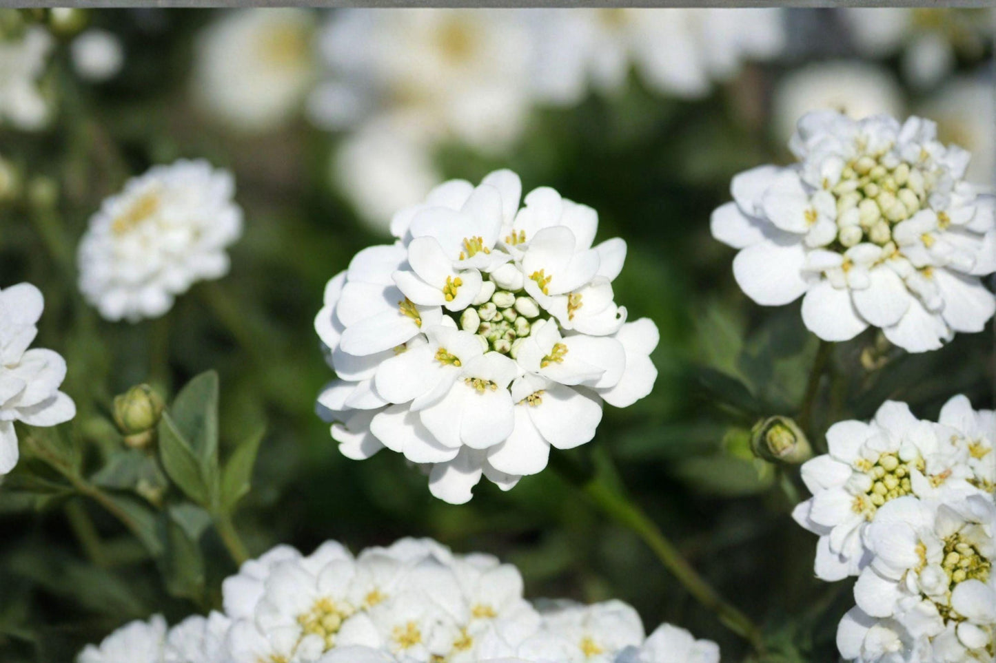 100 Empress Rocket Candytuft Seeds – Iberis amara – White Annual Flower – Cottage Garden