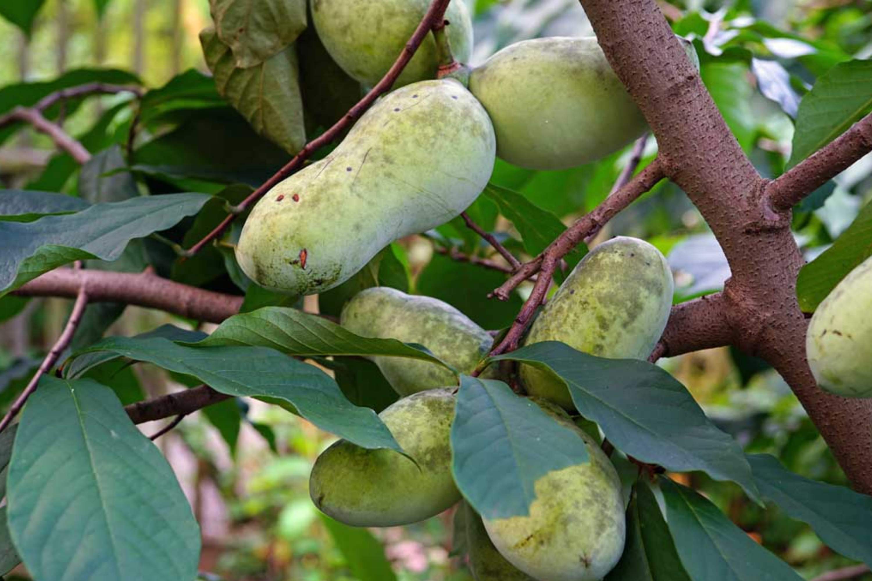 Paw Paw Tree Seeds - Grafted Cultivars - 2025 Quality - Asimina triloba